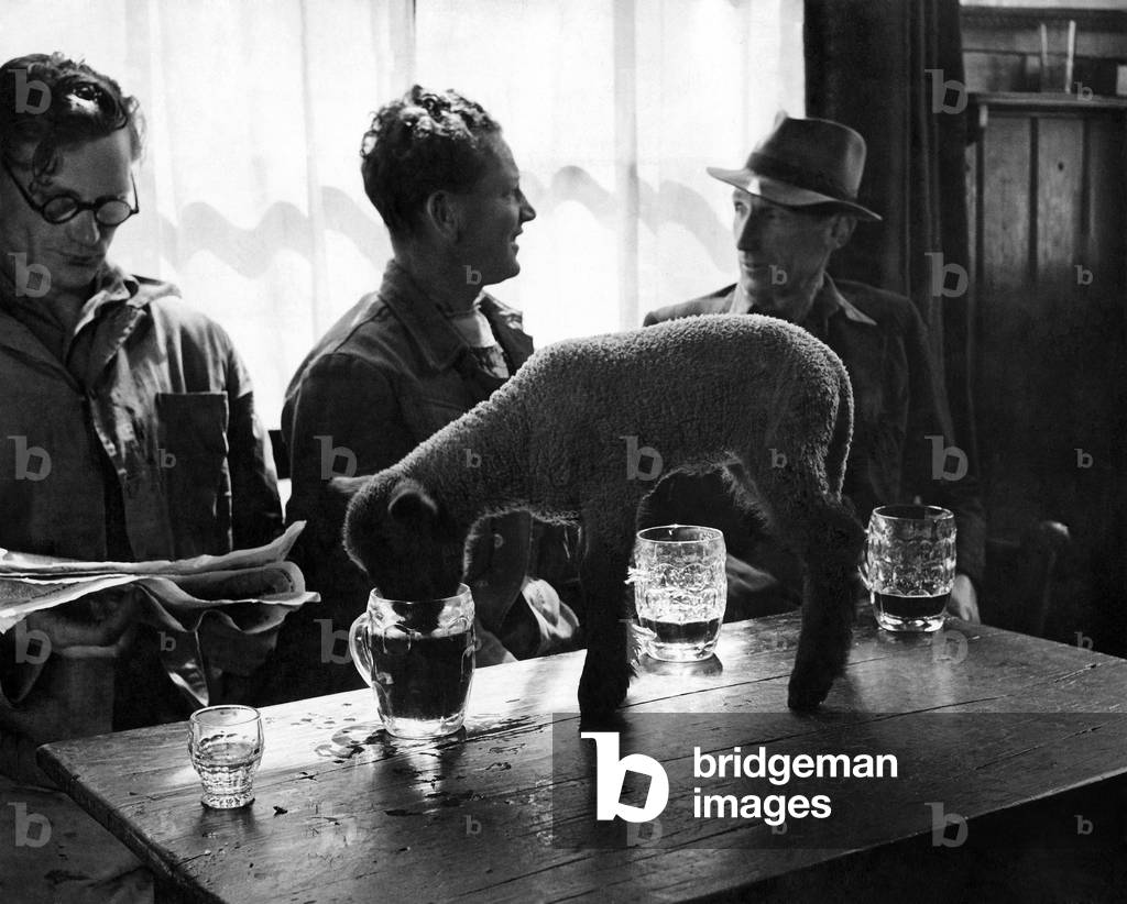 Mary the lamb was adopted at birth by Mr. and Mrs. Futcher, who keeps the Onslow Arms at West Clandon in Surrey. 
She has already learned that there's nothing like a sip of beer to set you gambling; 