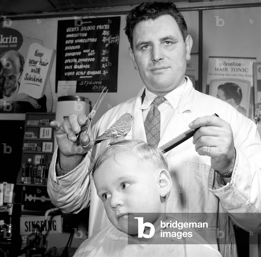 Barber Shop Humour: Mr. Jim Reid with Billy the Budgie seen here at the barber shop whilst his young friend gets his hair cut, March 1958 (b/w photo)
