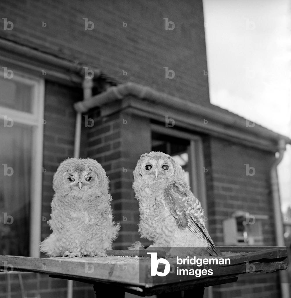 Owls. June 1960