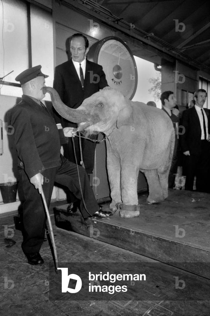 Lulu the baby elephant at Chessington Zoo, was weighed-in, for Lulu was the star of a competition organised by Tyne Brand, for contestants to judge what Lulu's weight would be on this date. Amongst the judges was boxing champion Henry Cooper, Mr. H. A. Snazle Gen. Manager of Chessington Zoo, and Mr. R.W. Hampson, Marketing Manager of Spillers Ltd. 
Lulu on the scales being watched by her keeper Alex Smith, and Henry Cooper. 
November 1969