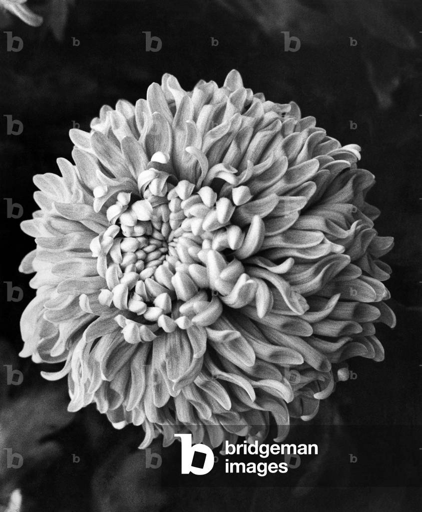 Flowers, An Alice Jones Chrysant. August 1972