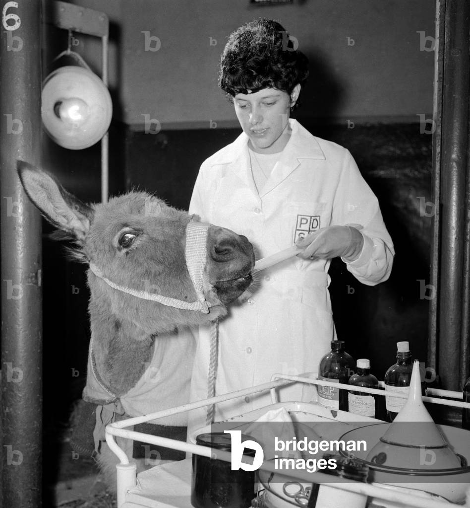 Bridie the donkey takes her flu medicine from Linda Williams at the PDSA in Woodford Bridge, Essex, May 1965 (b/w photo)
