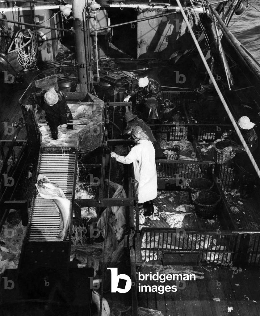 Fisherman seen here gutting fish on the open deck of a Deep Sea Trawler. March 1960