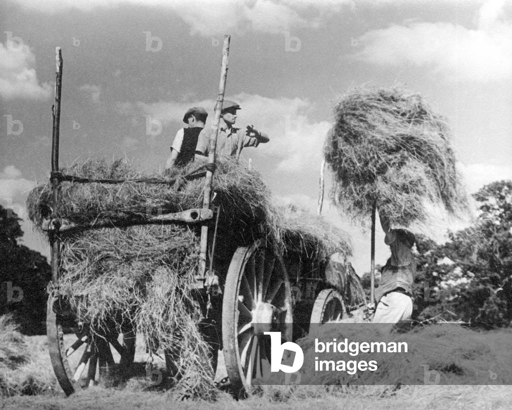 Workers gathering hay in the fields of Kent on the back od a horse and cart
 Circa 1935