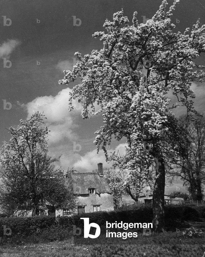 Country scene in the county of Kent showing a thatched roof cottage and tree with pear blossoms Circa 1955 (b/w photo)