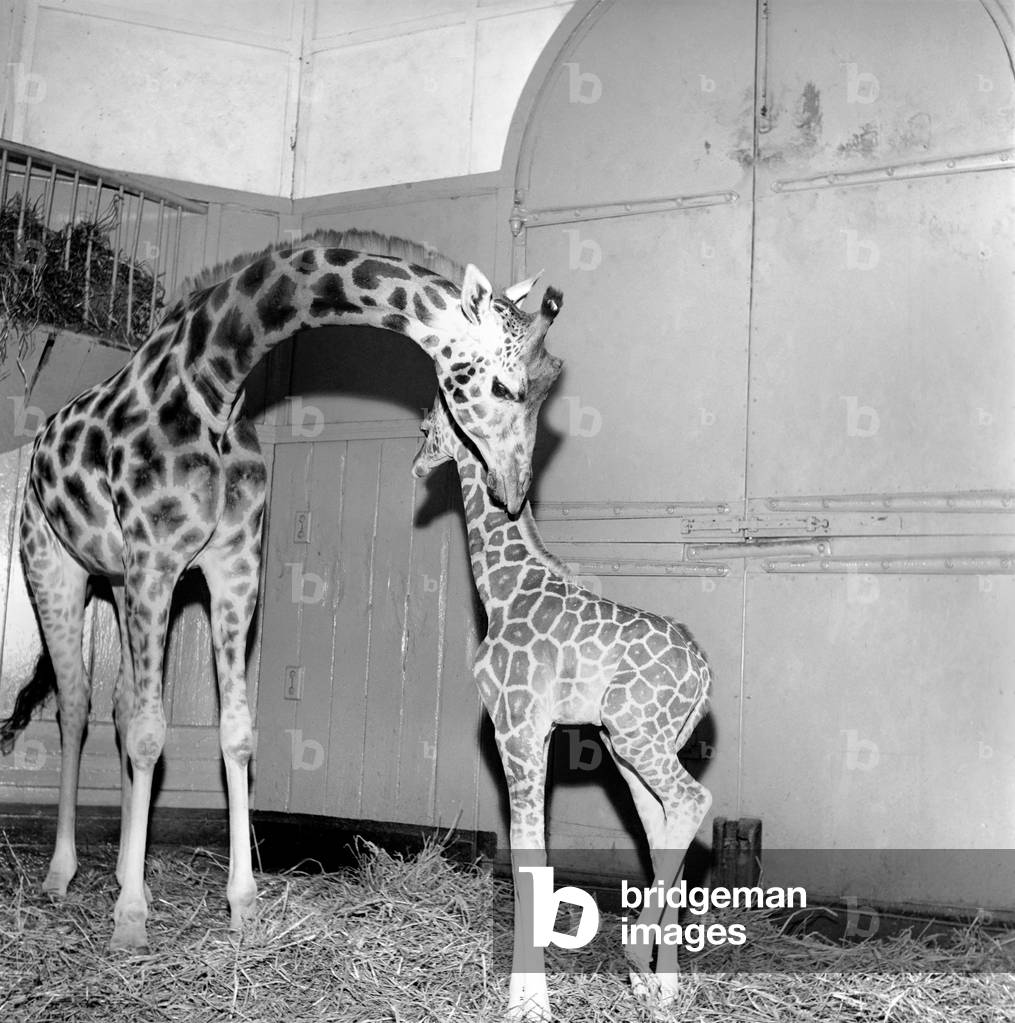 Giraffe at London Zoo with baby. 1960