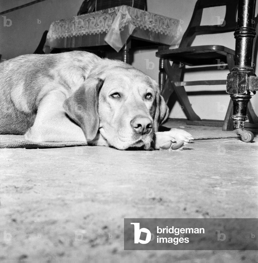 Sad looking dog lying on the floor