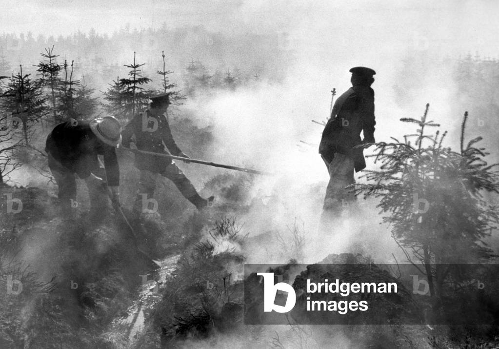 Forest Fire at Forestry Commission Plantation near Hartwood, Lanarkshire, April 1978 (b/w photo)