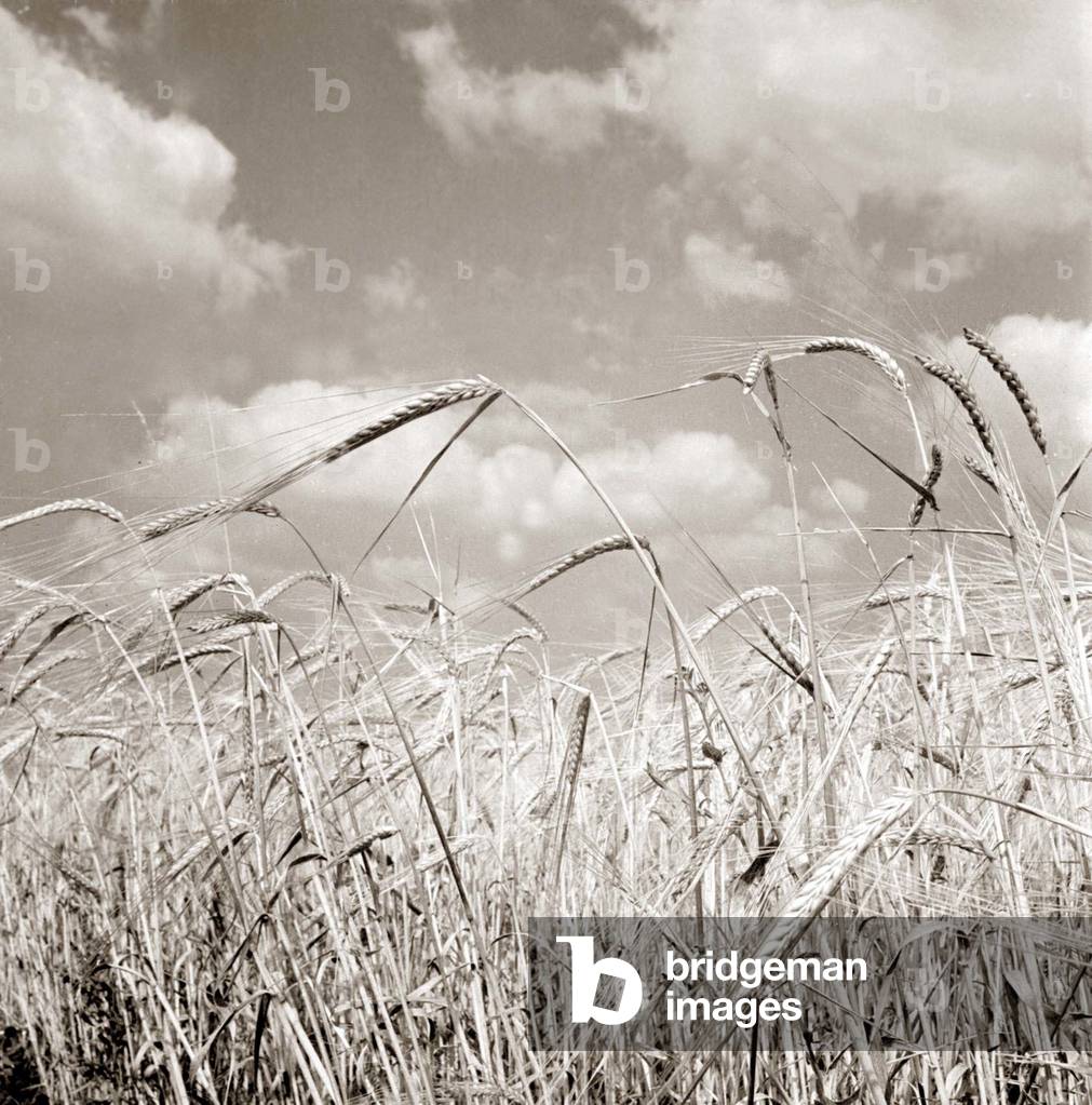 Field of corn waving in the breeze, c.1963 (b/w photo)