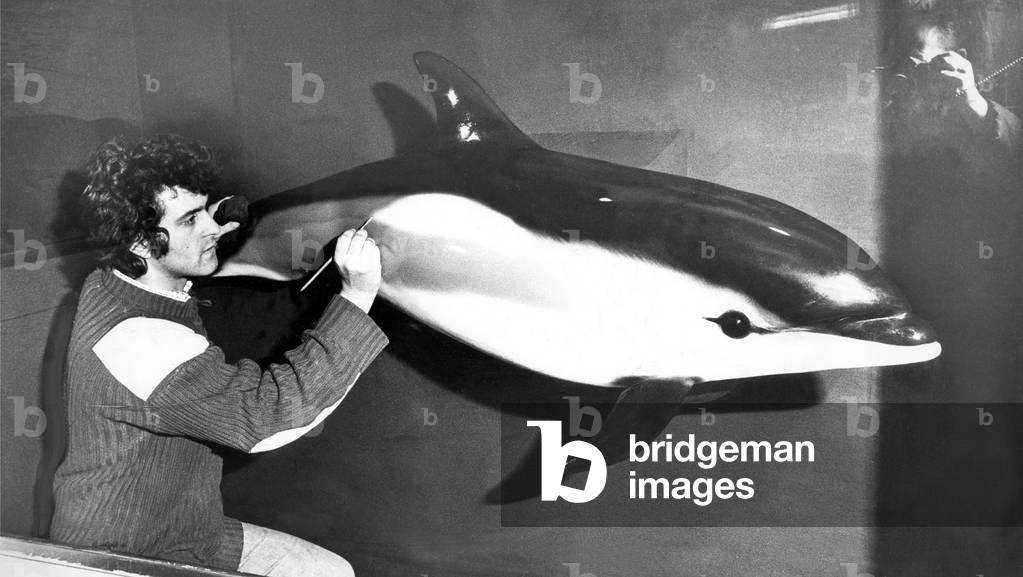 Taxidermist Paul rose has made a plaster cast of Beaky the dolphin for a display aimed at making humans aware of conservation problems facing mammals, 1970