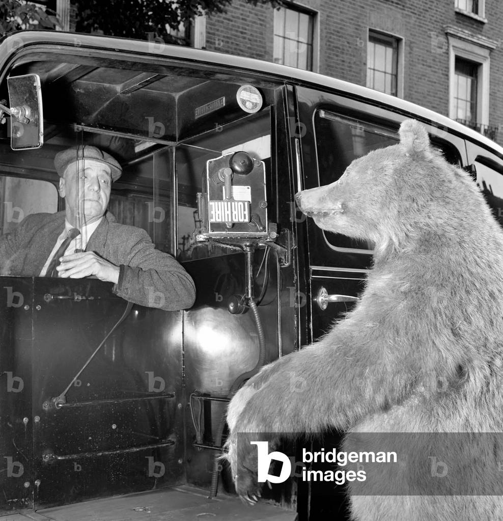 Taxi and the taxidermist: A stuffed grizzly bear attempts to flag down a London Taxi, c.1960