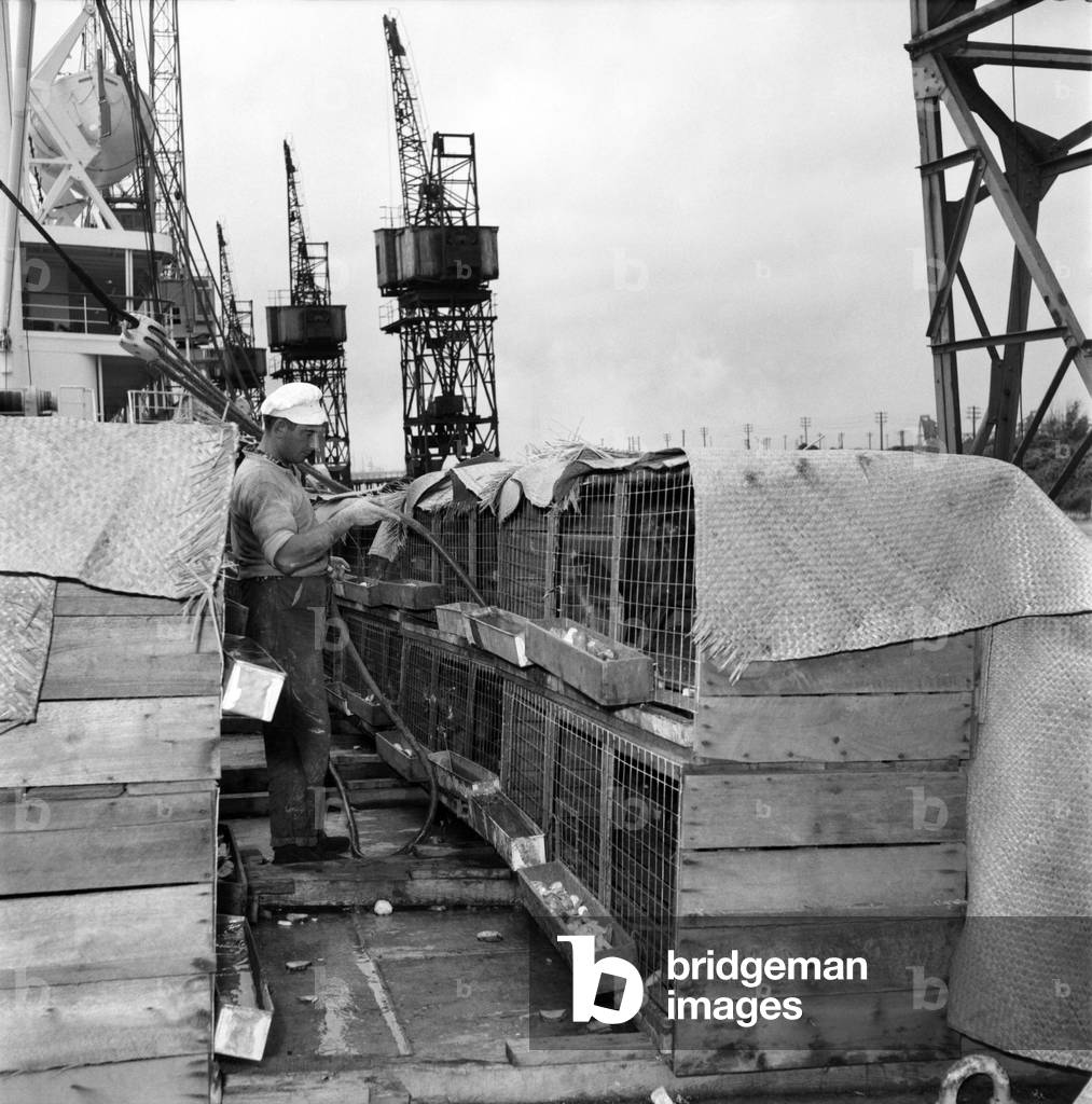 More than 300 monkeys out of a consignment of 1,000 died on the journey lasting 27 days from Singapore and Britain at least 6 babies were born during the voyage. 
June 1960