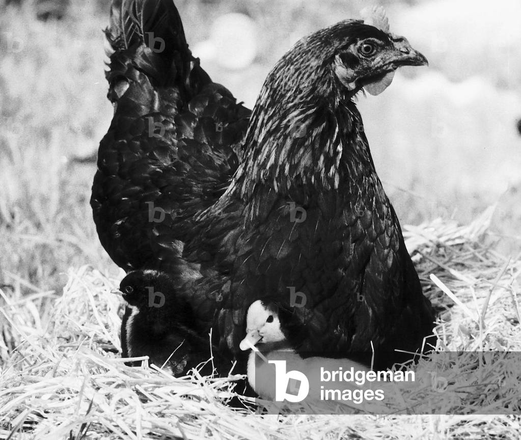 Beakie the Duckling with her adopted hen mother, 6th September 1979 (b/w photo)