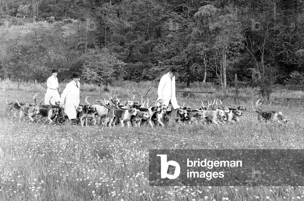 Led by huntsman Mr. G. Cowan, the hounds of the Braes of Derwent Hunt on their way to a meet in the country at Shotley Bridge in June 1967 (b/w photo)
