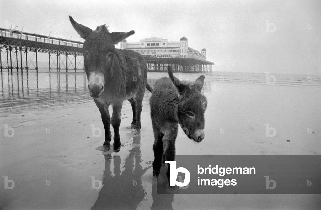 7 years old donkey and foal Jan, January 1975