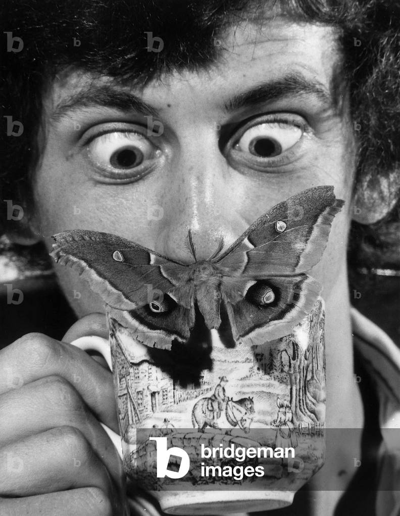 An Oak Silk moth lands on the tea cup of Adrian Hoskins who breeds the Moths at his home in Bedhampton in Hampshire, 3rd September 1973 (b/w photo)