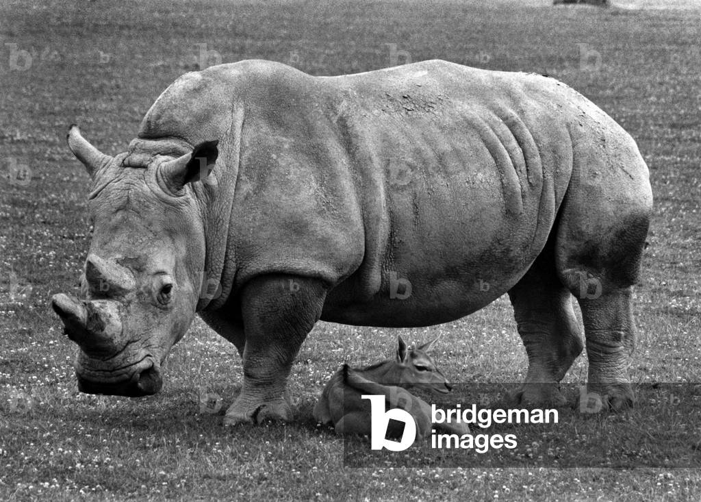 It Looks like rain, deer! Paddy the rhino may not be everyones idea of babysitter. But there's no danger of her sitting on her little playmate. The rhino looks after the calf in a wildlife park at Burford, Oxfordshire, when its mother goes off for food. And Paddy makes sure the little dear leads a sheltered life. Under Cover: The calf, in the safe care of Paddy, its rhino babysitter. July 1979