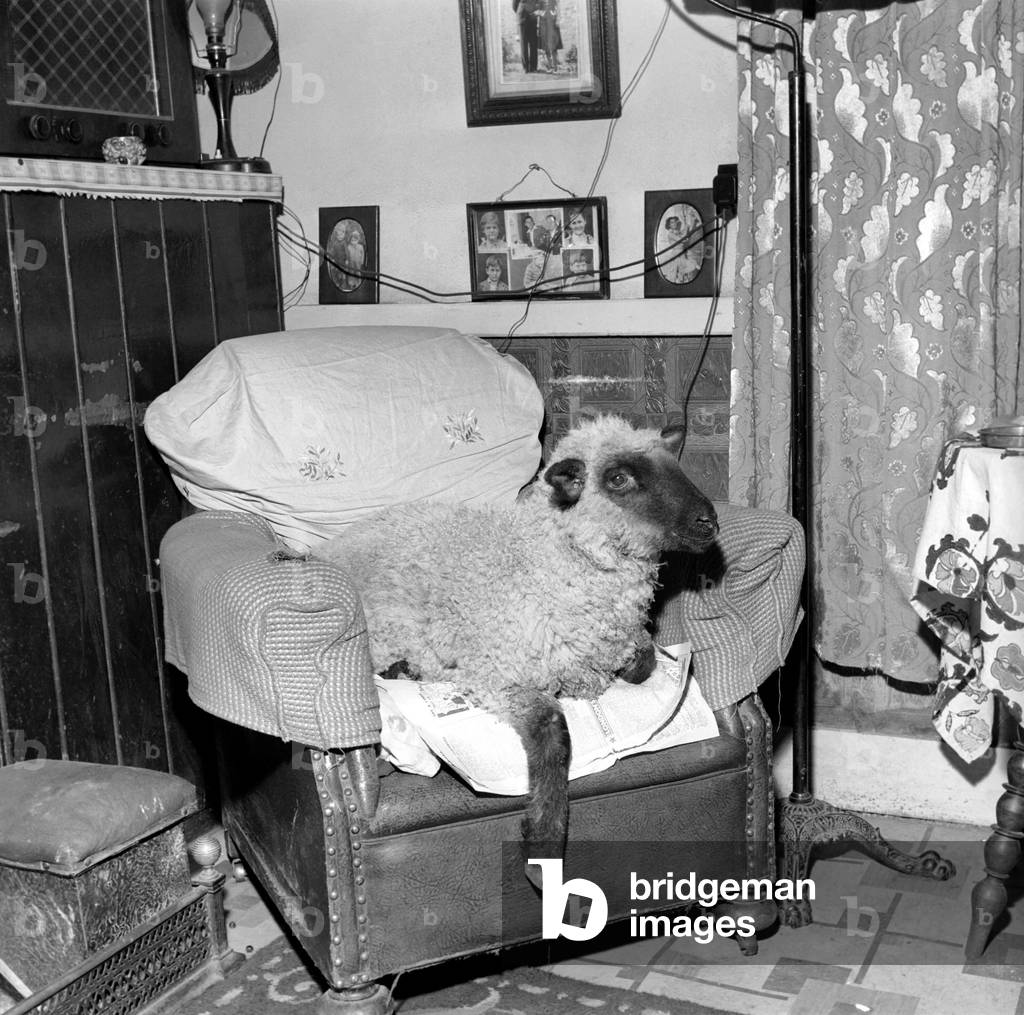 Pet lamb seen here living in the house of her owner. 1960