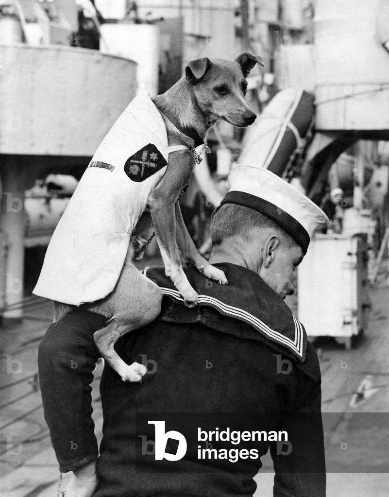 World War II mascots. The crew of H.M.S. Norman had a 'whip-round' amongst themselves and collected £24 to pay for 6 months quarantine for ship's mascot 'Queenie'. December 1945 P011580