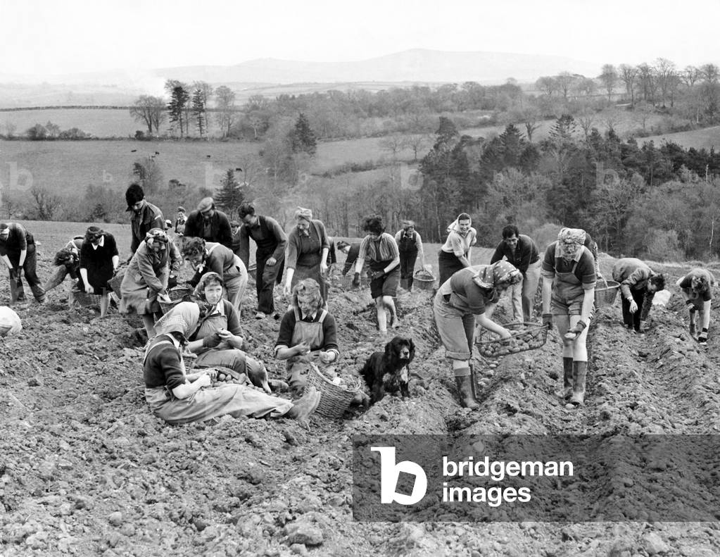 World War II Dig for Victory
Office girls and other volunteers planting and sorting potatoes for the next crop, after they had helped dig them up. Landgirls help too, lending their professional advice to the amateurs. April 1945 P000025