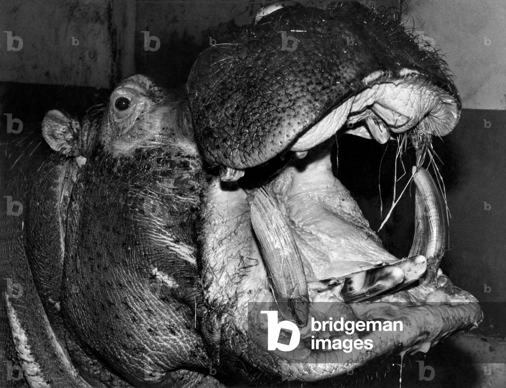 Hercules the hippo, who may have to be destroyed unless £8000 can be raised to save him before February 28th. January 1979