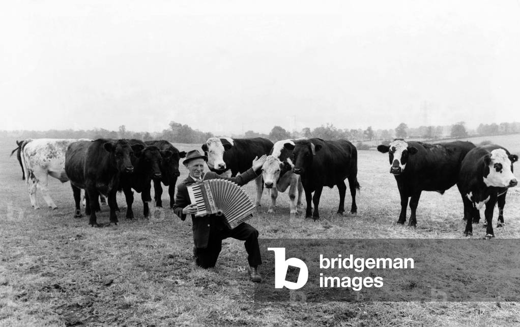 Animals - Cattle, November 1976 (b/w photo)