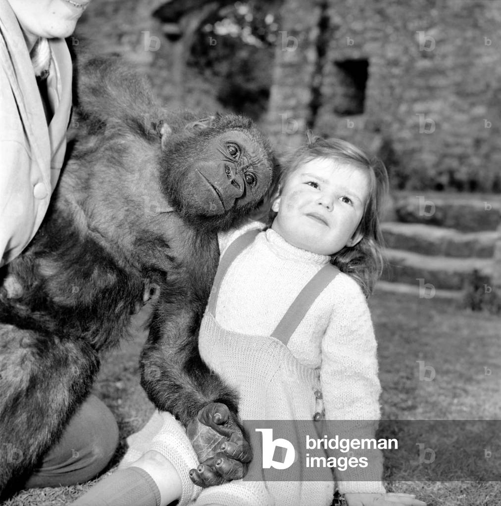 At the ripe old age of 2½ years tiny Caroline Smith, daughter of Ken Smith Superintendant at the Jersey, Channel Islands Zoo is the real friends of all the animals, 28th March 1961 (b/w photo)