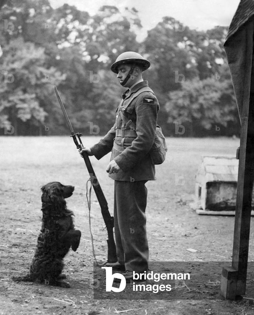 World War II: Mascots. Dogs. Balloon barrage men who are so keen to have pets that one unit wrote to the RSPCA to find a dog for them. One that was condemned to death was presented to them. Rover stays with the sentry. July 1940 P011576