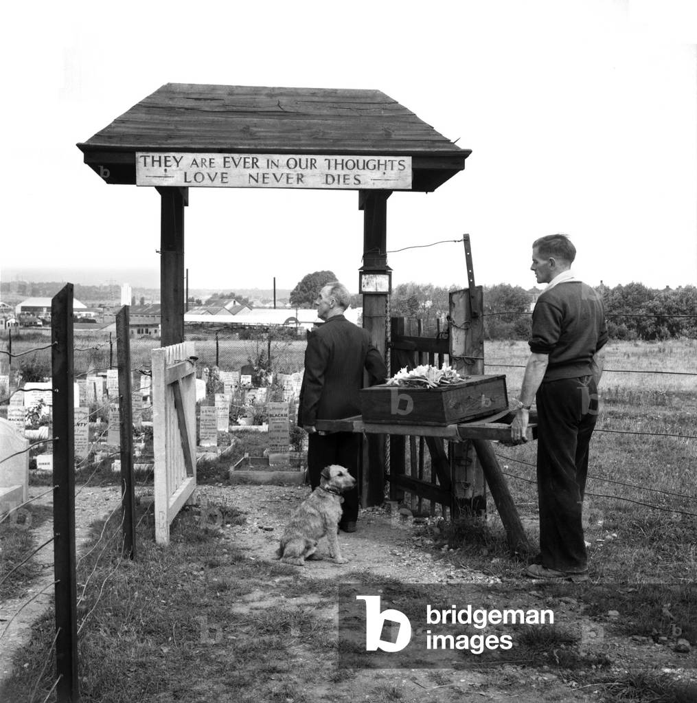 Dogs Cemetery at P. D. S. A. Centre, Woodford, Essex. August 1952 C4044