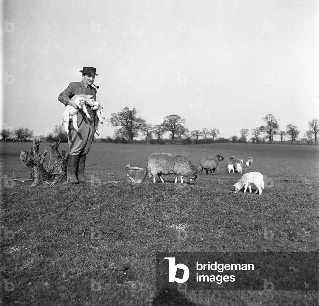 Spring Lambs on Blarche Farm. February 1950 O22756-003