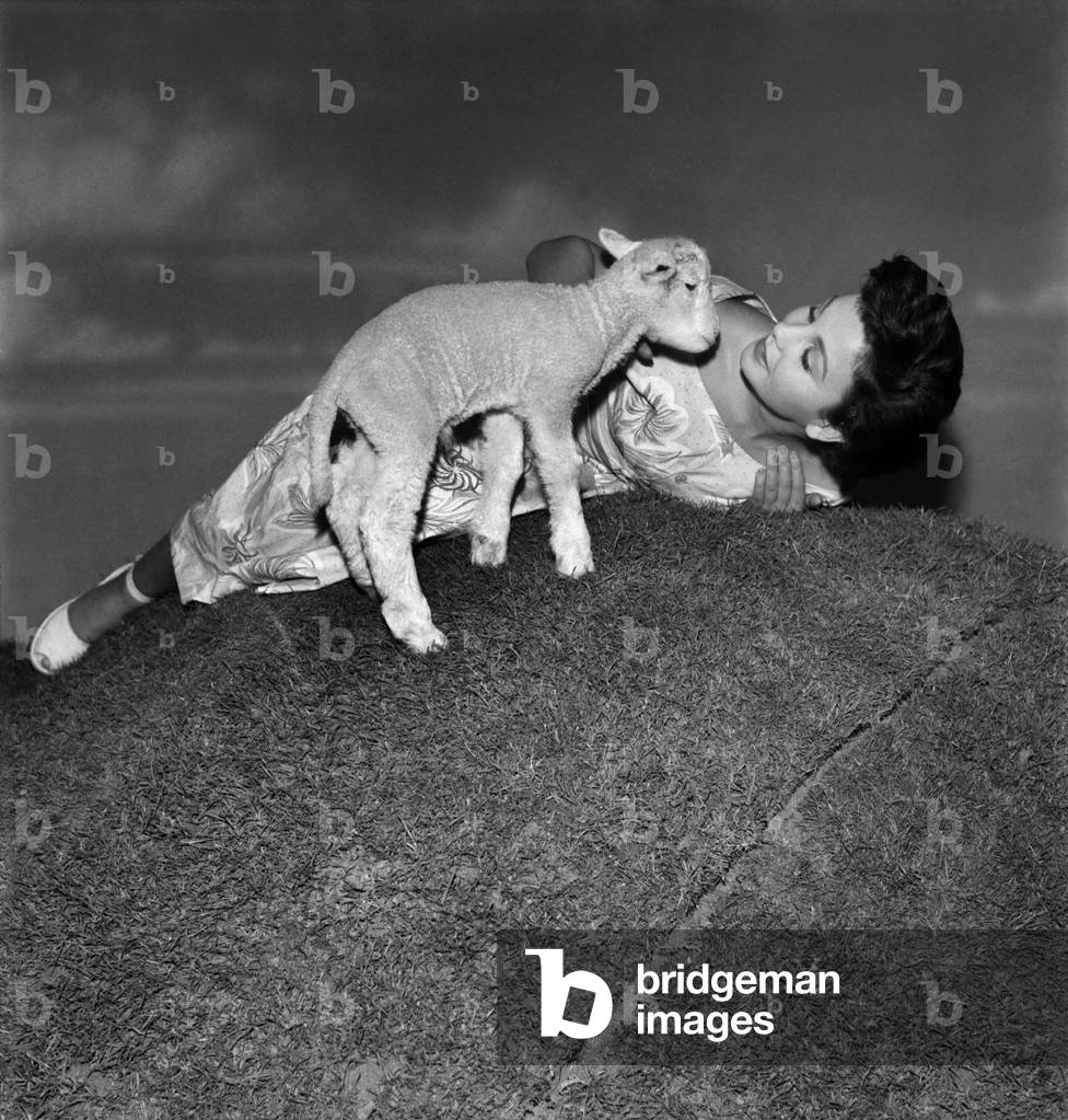 Actress Jean Simmons with Lambs. October 1948 O15147-006