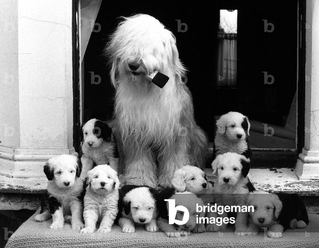 Mrs Dulux, an Old English sheepdog, and her litter of sheep dog puppies sit on the front doorstep of the home of Mr Craig in Hendon London, March 1973 (b/w photo)