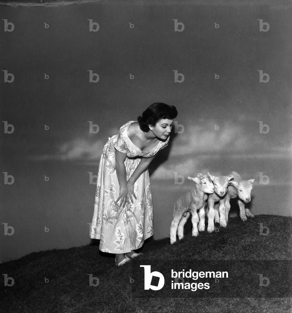 Actress Jean Simmons with Lambs. October 1948 O15147-003