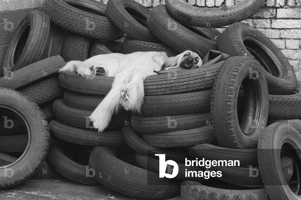 An Afghan Hound makes itself comfortable laying on a pile of old car tyres, August 1972 (b/w photo)