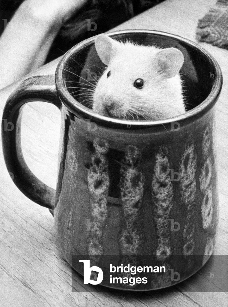 A hamster in a mug, 1970 (b/w photo)