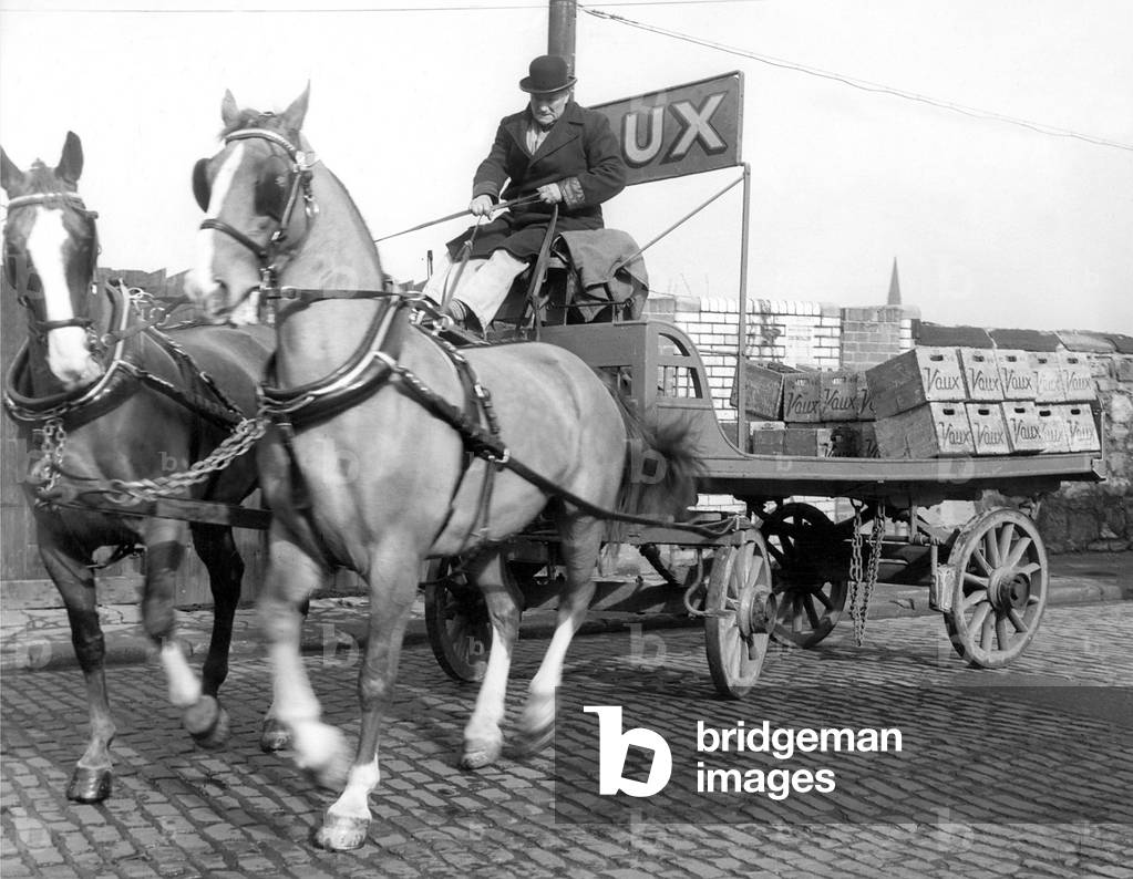 The oldest driver of a team of dray horses for a Sunderland Brewery, is Mr. Frank Wright, who is an expert at controlling the powerfull horses in 1964 (b/w photo)