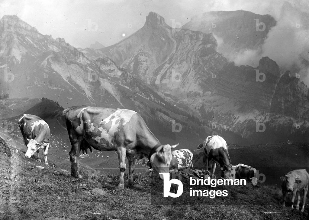 Cattle on the mountain slopes at Schynige Platte in Switzerland
August 1929
