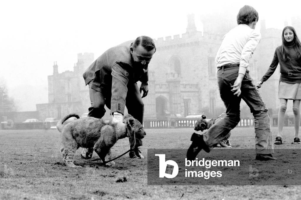 Viscount Lambton and Lady Isabella with the lion cubs which are bound for the Lambton Lion Park, c.1970 (b/w photo)