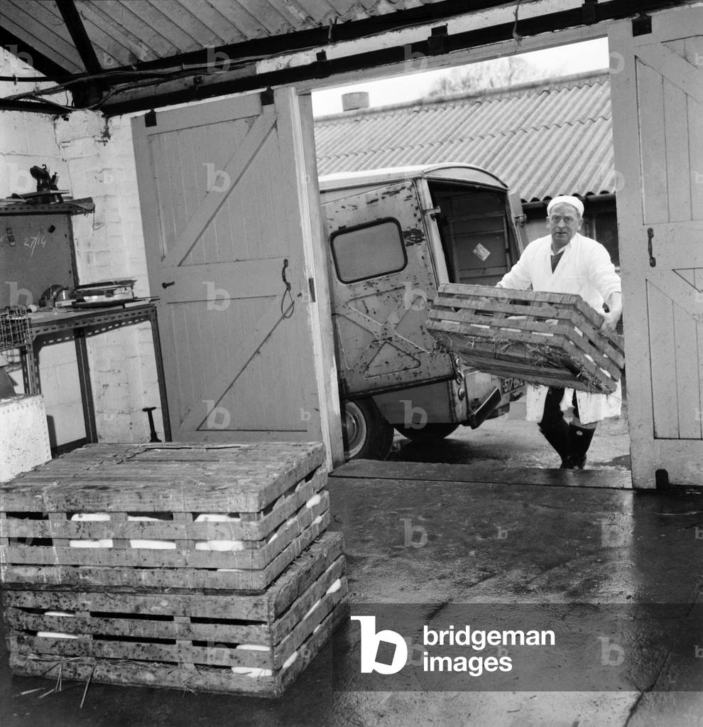 General scene of a Rabbit farm in Buxted Sussex. The farm rears and butchers the meat on the premises, 1966 (b/w photo)