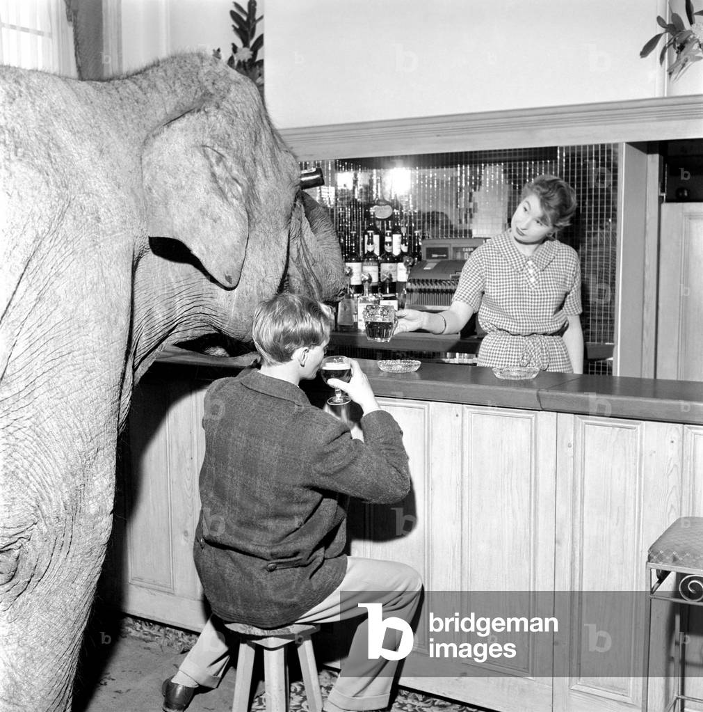 Elephant visit pub and orders drinks. 1960