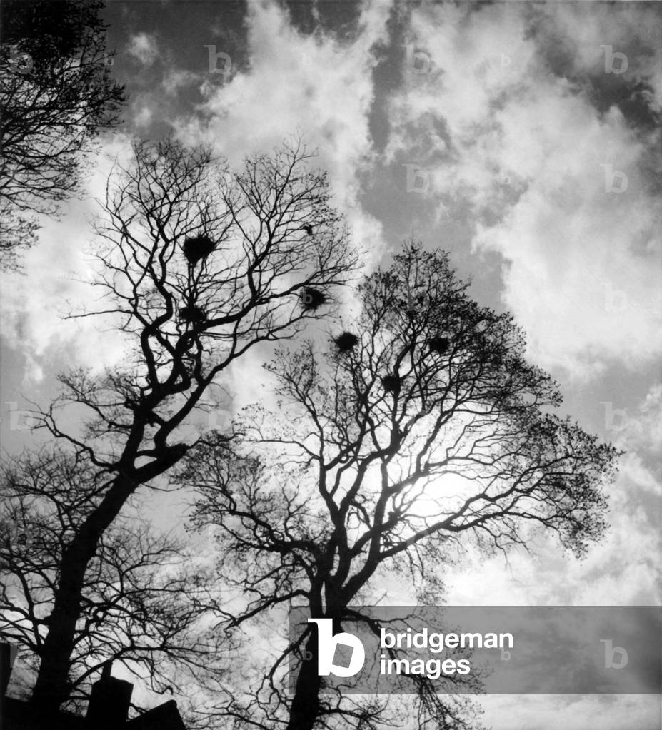 Rookery in the winter trees. October 1945 P000046