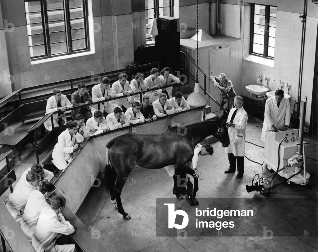 In the demonstration theatre at the Royal Veterinary College, Royal College St., N.W. London with second year students during a demonstration in the use of X-ray on the offside fore foot of a thoroughbred mare. The subject for the X-ray examination is a nevicular bone - a small pivot like bone in the foot which is often the cause of lameness. October 1949