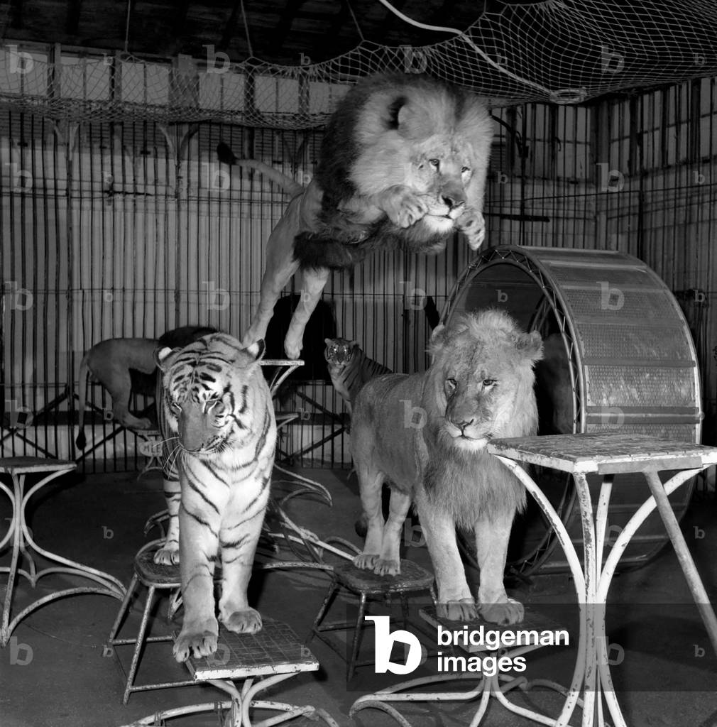 Circus lion jumping from a table inside his cage. 
December 1953