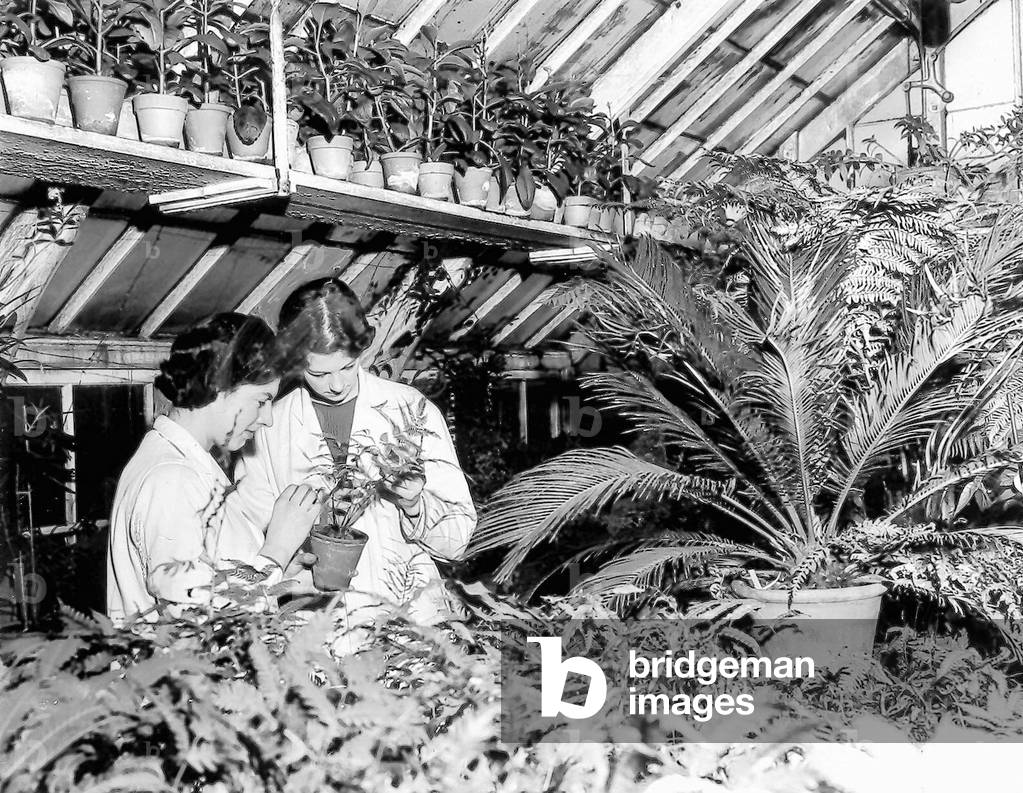 Maureen Thompson and Pamela Murgetyroyd study chromosomes of tropical ferns in a glasshouse at King's College, Newcastle, 1963 (b/w photo)