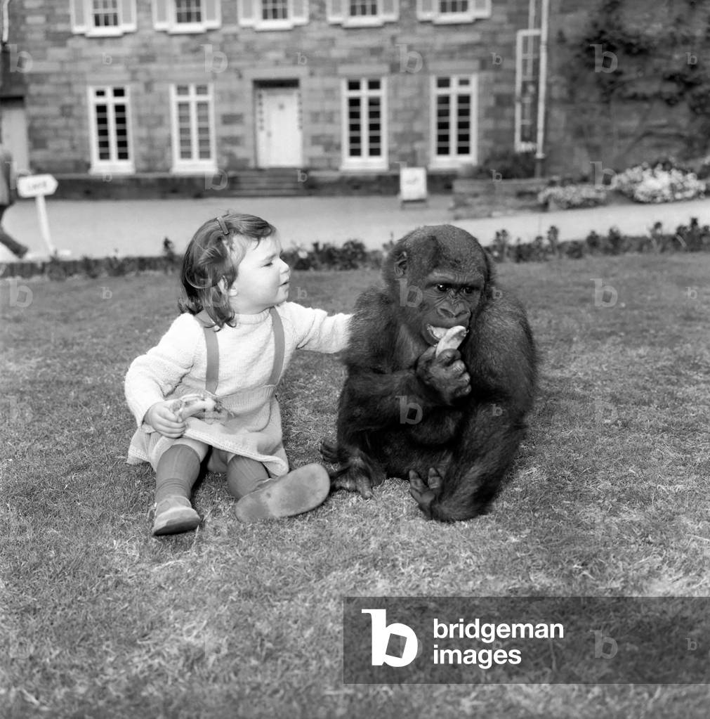 2 years old Caroline Smith in the Channel Islands Zoo is the real friends of all the animals, March 1961 (b/w photo)