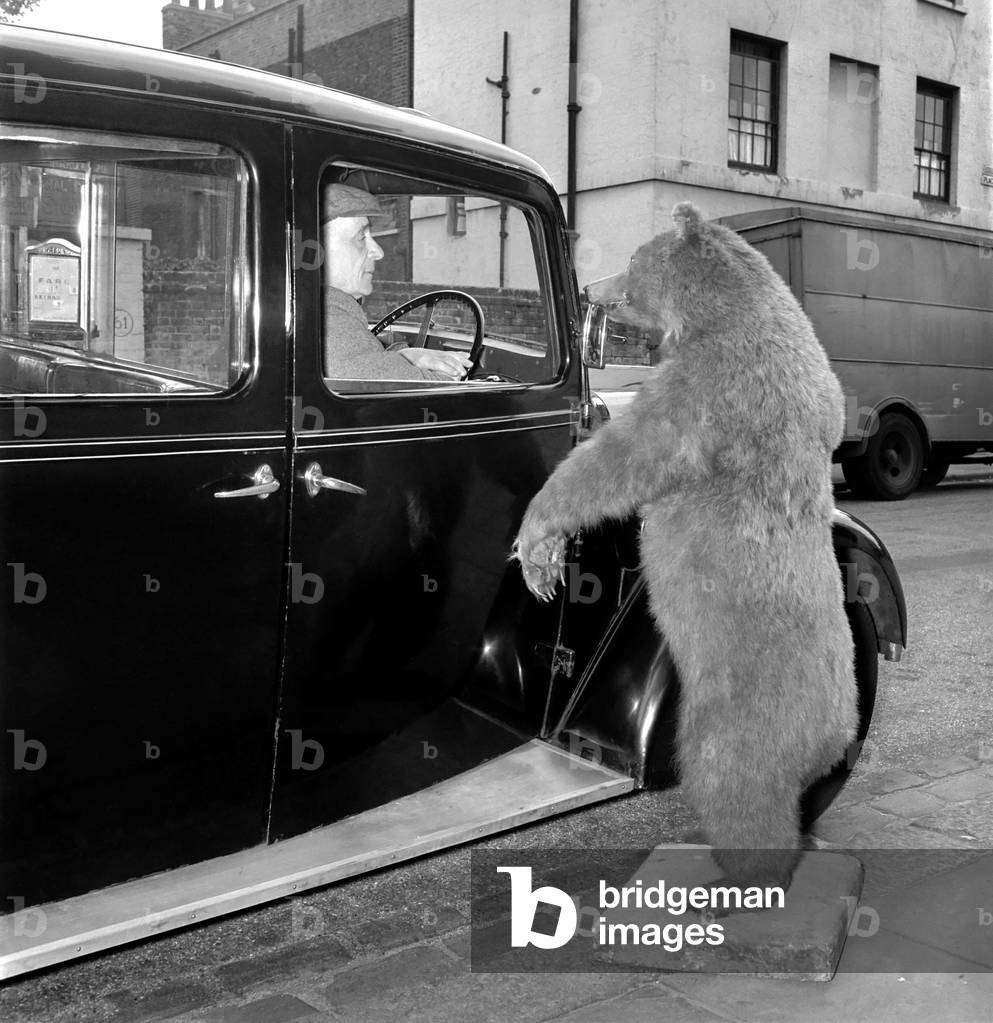 Taxi and the taxidermist: A stuffed grizzly bear attempts to flag down a London Taxi, c.1960