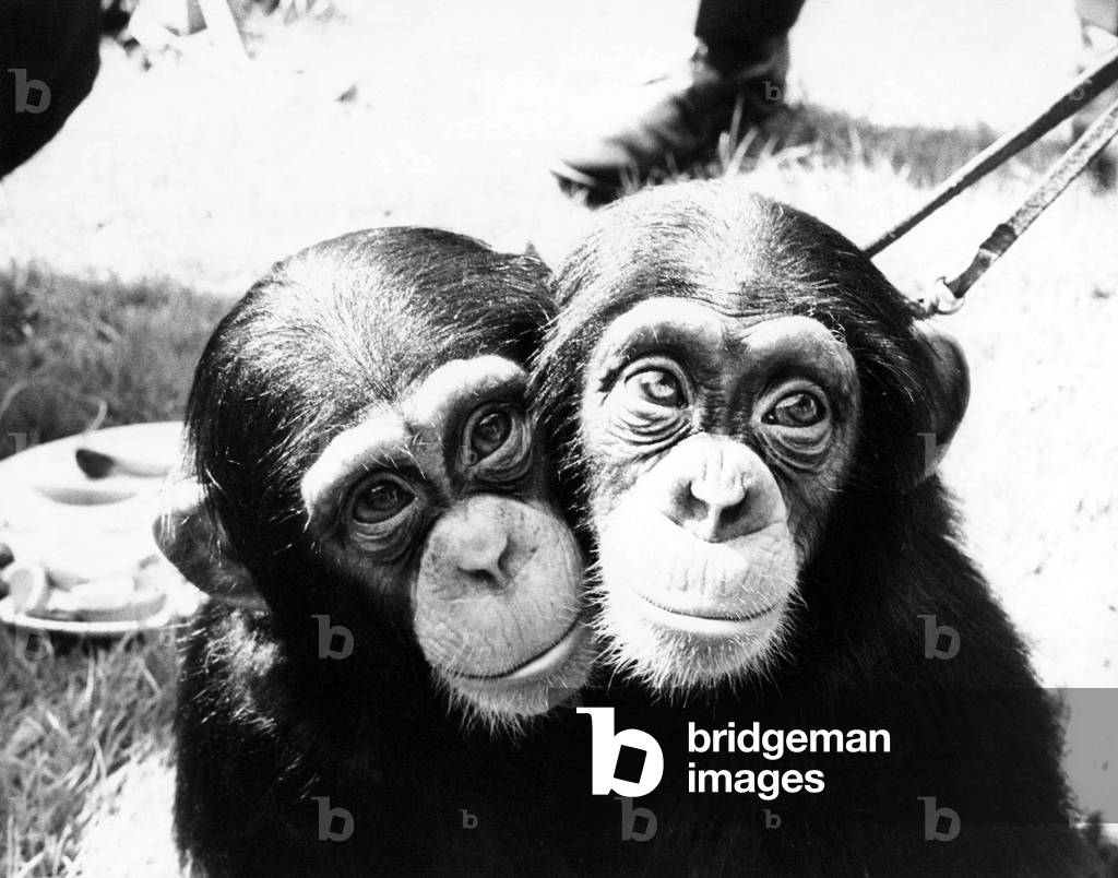 Two little chimps at London Zoo, 1960 (b/w photo)