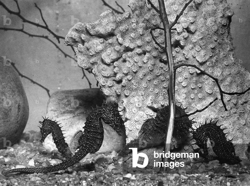 Newly arrived sea horses at the Belle Vue aquarium. August 1948