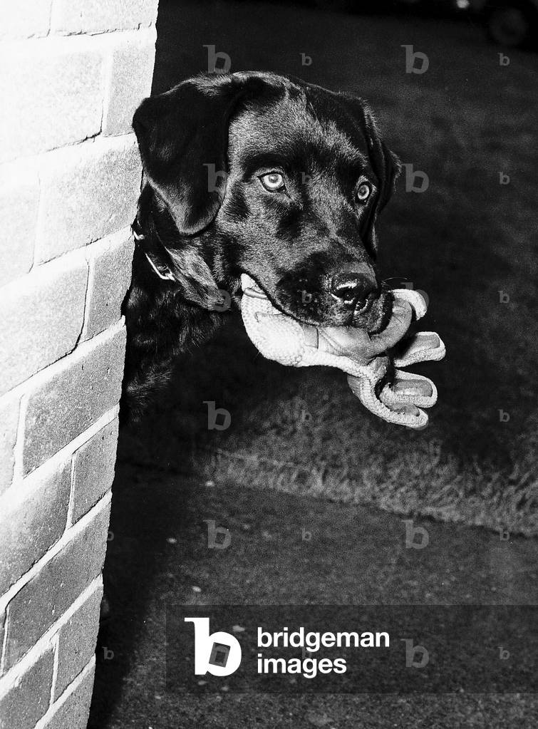 Pytch a sleek eight month old Labrador is being trained to hunt out marijuana, 15th January 1965 (b/w photo)
