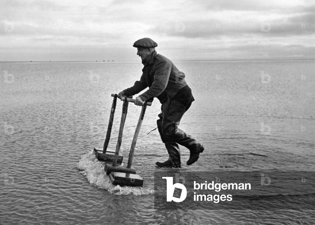 He Hears The Cockles Singing, 17th December 1947 (b/w photo)
